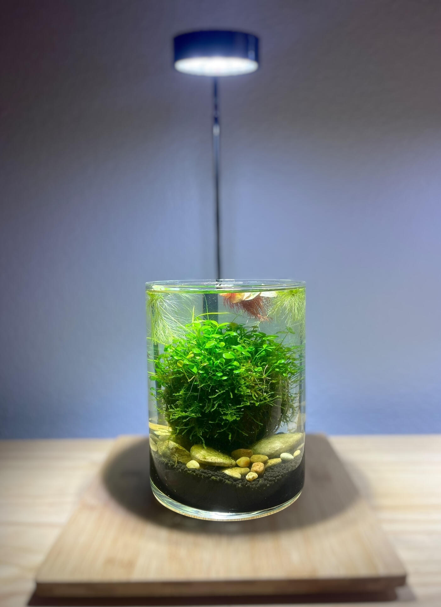 Aquarium