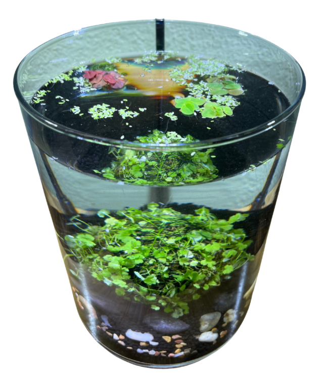 Aquarium